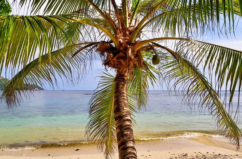 Tropische Palmen am Strand im Paradies auf den Seychellen von MPfoto71