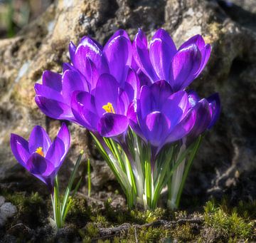 Frühling mit lila Krokus Blumen von ManfredFotos