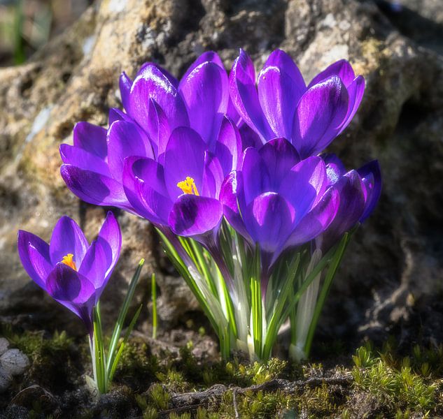 Spring with purple crocus flowers by ManfredFotos