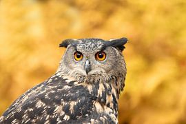 Portrait d'un hibou grand-duc, espèce de hibou sur M. B. fotografie