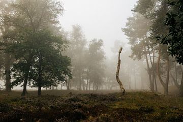 Een dode boom tijdens een mistige ochtend van Peter Haastrecht, van