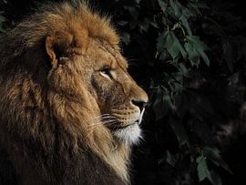 Lion Panthera leo by Loek Lobel