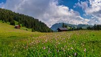 Prairie fleurie à l'Alpe Di Siusi - Seiser Alm - Compatsch - Dolomites - Italie par Teun Ruijters Aperçu