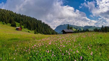 Bloemenweide in Alpe Di Siusi - Seiser Alm - Compatsch - Dolomieten - Italië van Teun Ruijters