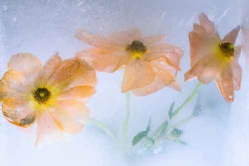 Renoncule orange dans la glace 2