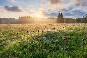 Sommermorgen im Erzgebirge