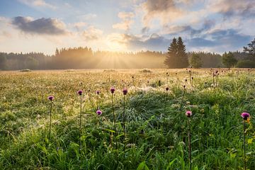 Zomermorgen in het Ertsgebergte van Daniela Beyer