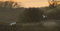 Two egrets, flying up in a misty landscape