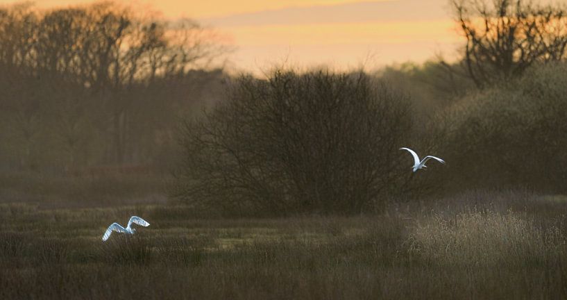 Deux aigrettes, volant dans un paysage brumeux par Jolanda Stam