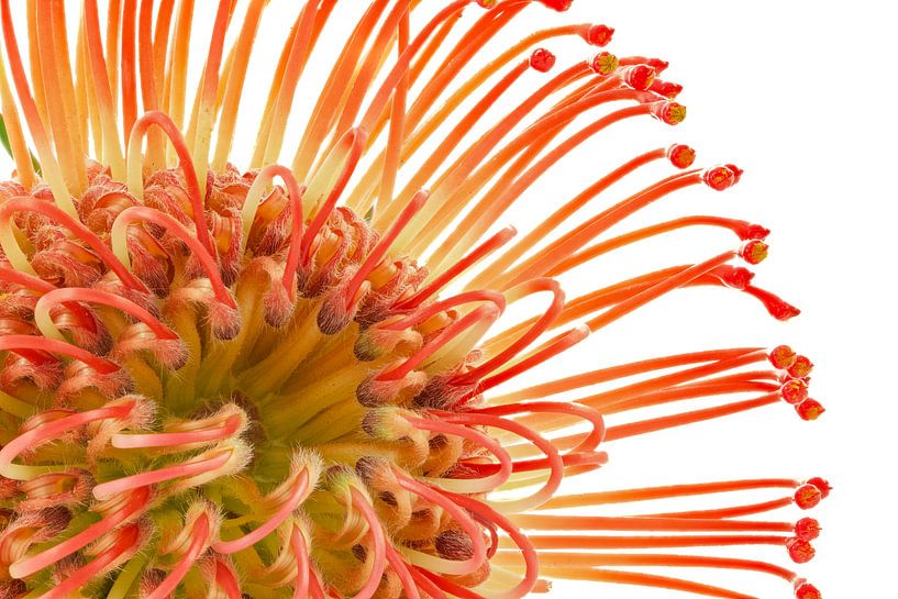Leucospermum cordifolium - Pique-assiette rouge par Tanja van Beuningen