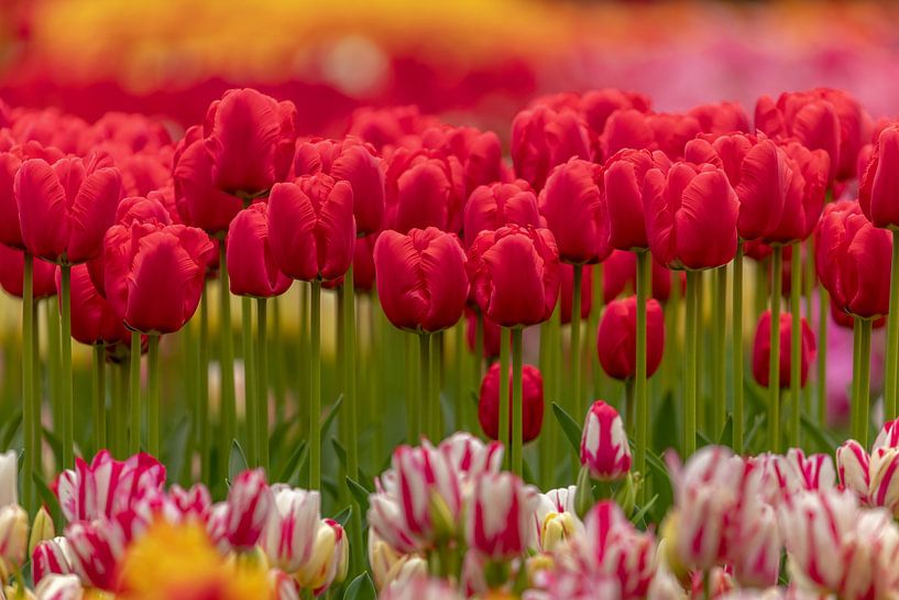 Tulips party by Andy Luberti