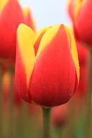 Perfect Tulip