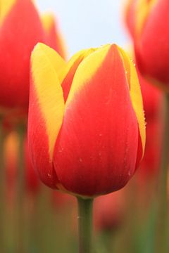 Die perfekte Tulpe von Marcel van Rijn