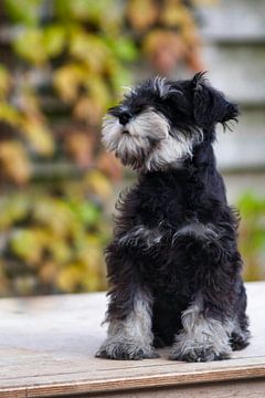 Portret van een puppy Schnauzer