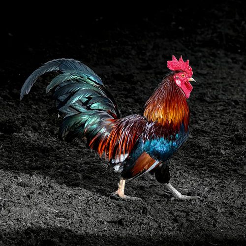 Colourful rooster in the dark