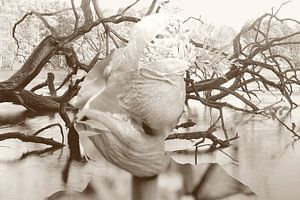 Sepia Chemistry
