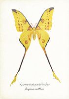 Comet street butterfly