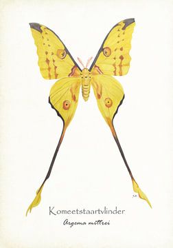 Kometenstraße Schmetterling von Jasper de Ruiter