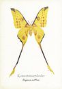 Comet street butterfly by Jasper de Ruiter thumbnail