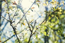 Das Sonnenlicht von Basti´s Pix und Raus