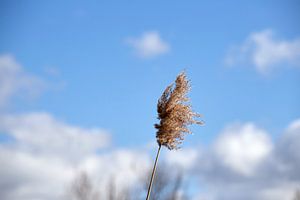 Lonesome in the Wind von Marianne Kiefer PHOTOGRAPHY