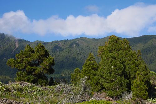 Het eiland van de eeuwige lente.