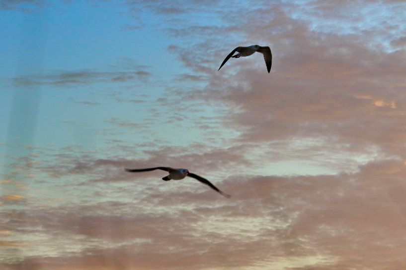 Oiseaux volants par Micky Bish