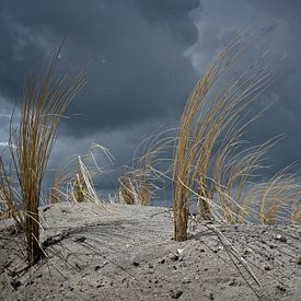 Ammophile sur une dune contre des nuages menaçants sur Theo Felten