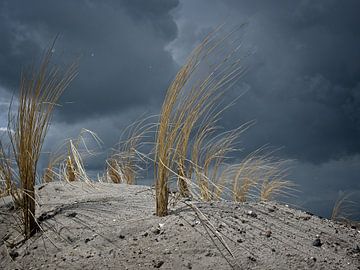 Marram grass on a dune against threatening clouds