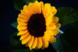 Sunflower with drops