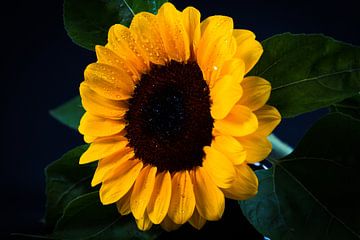 Sonnenblume mit Tropfen von Sabina Meerman