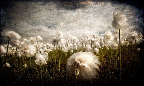 FLUFFIES van ARTBERGWERK