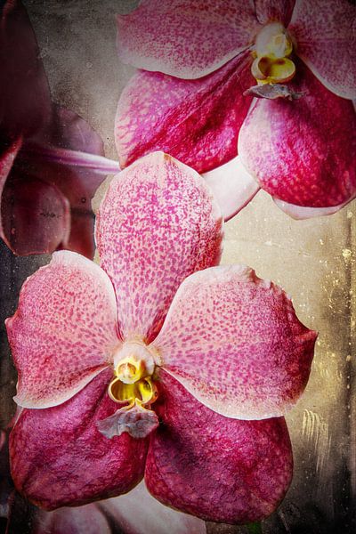 Vanda orchidee 3036A van Rudy Umans