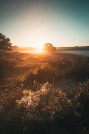 Sunrise on the Heath