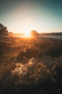 Sonnenaufgang in der Heide