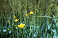 Buttercup green-blue