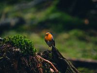 Rouge-gorge curieux