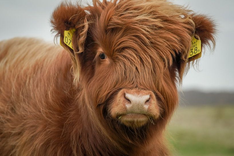 Kleiner Highlander von Dirk van Egmond