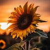 Sonnenblume im Sonnenuntergang von drdigitaldesign