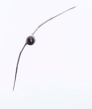Roetkopalbatros, Phoebetria palpebrata van Beschermingswerk voor aan uw muur