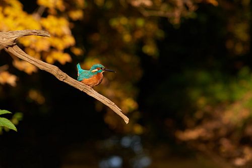 IJsvogel
