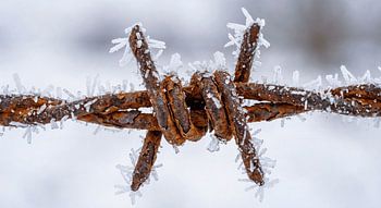 Roestig prikkeldraad met ijskristallen