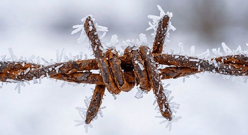 Rusty Barbed Wire with Ice Crystals by Transmutation Art