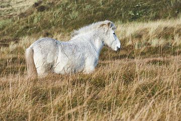 IJslands paard van Bert Vos