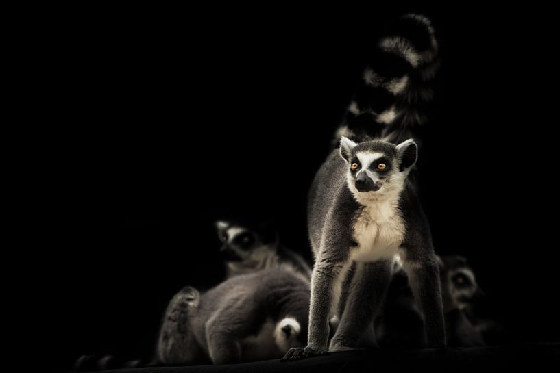 Waakzaam en klaar om de familie katachtige maki's te beschermen op een donkere achtergrond met slape van Michael Semenov