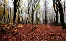 Speulderbos von Christiaan Krouwels