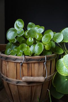 Pfannkuchenpflanze im Topf von Joep Rumpf