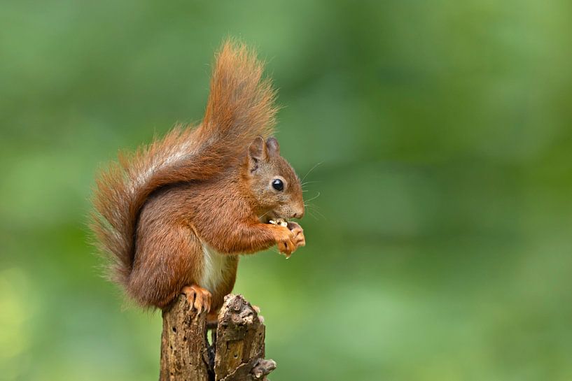 Eichhörnchen von Dirk Claes