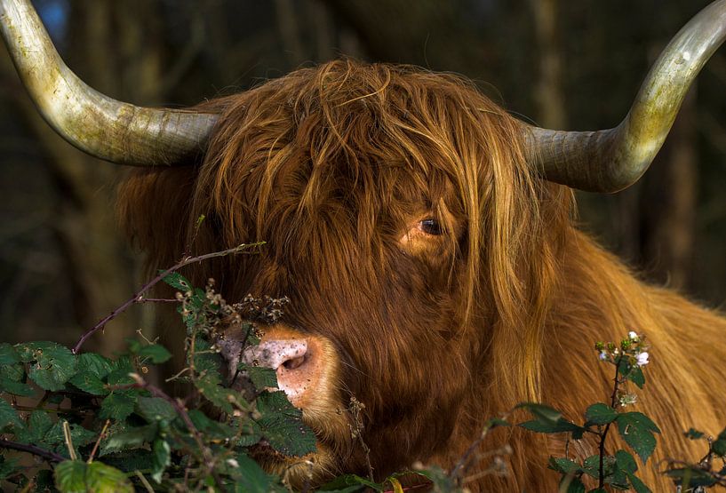 Schottischer Highlander von Peter Bartelings