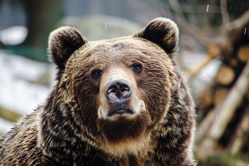 Nahaufnahme eines neugierigen Braunbären von Imperial Art House
